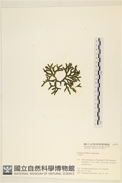 登錄號:A00005566藏品圖，第3張