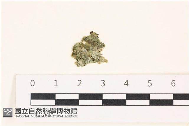 網球藻藏品圖，第1張