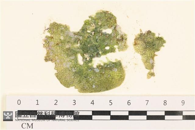 網球藻藏品圖，第1張