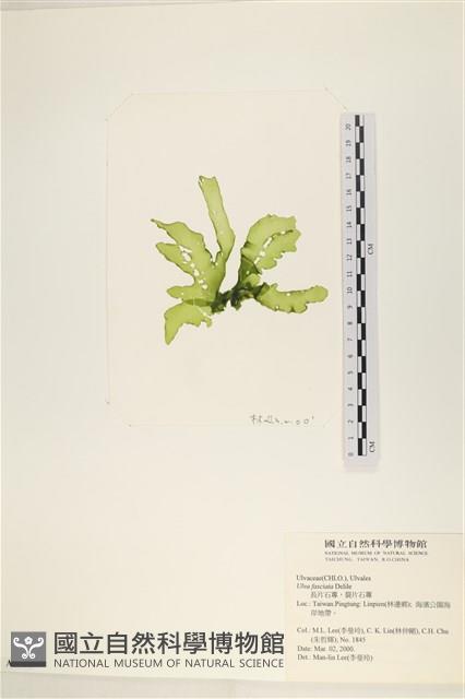 長片石蓴, 裂片石蓴藏品圖，第3張