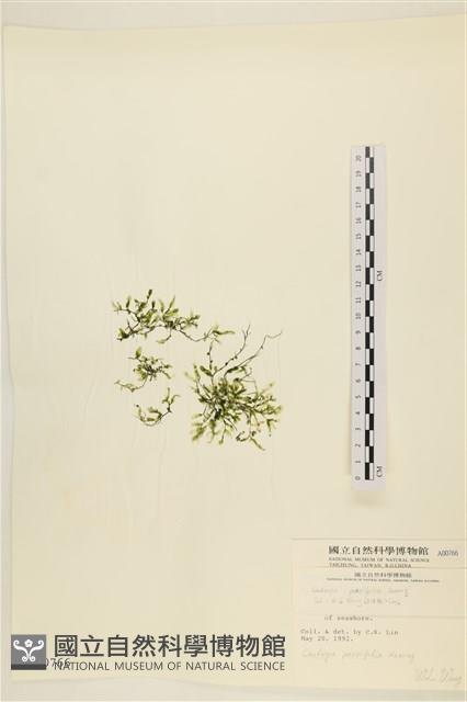 登錄號:A00000766藏品圖，第1張