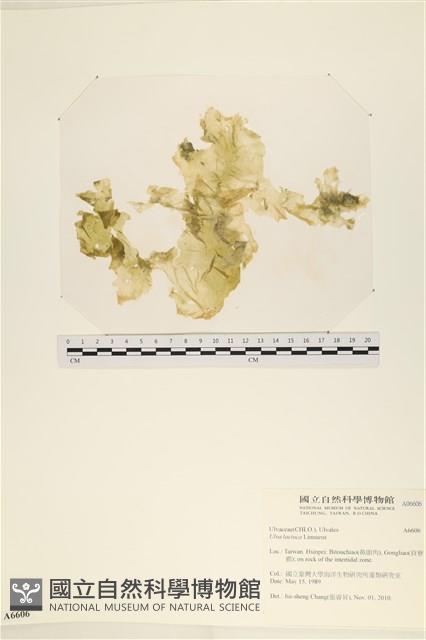 大石蓴, 石蓴藏品圖，第1張