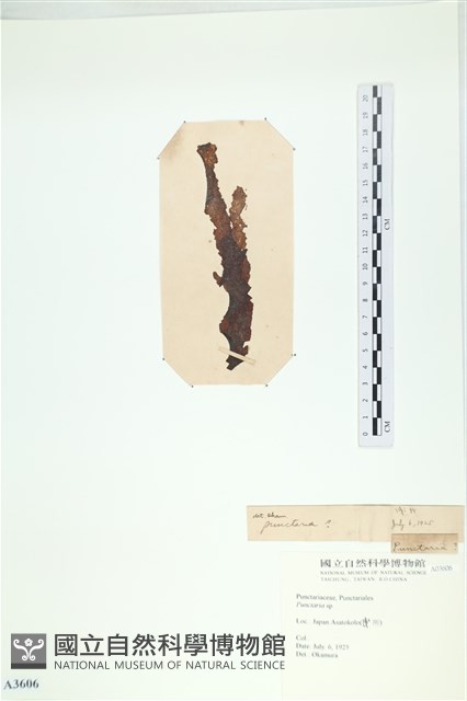 登錄號:A00003606藏品圖，第3張