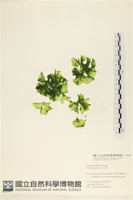 大石蓴, 石蓴藏品圖，第1張