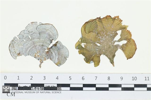 南方團扇藻藏品圖，第1張