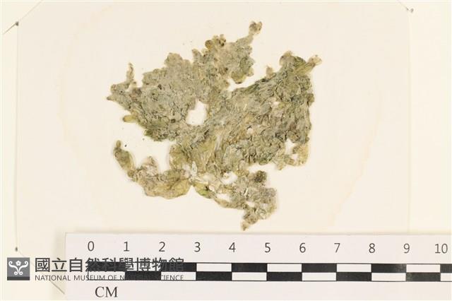 法囊藻藏品圖，第1張