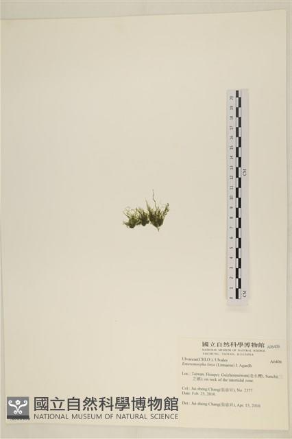 石髮藏品圖，第3張
