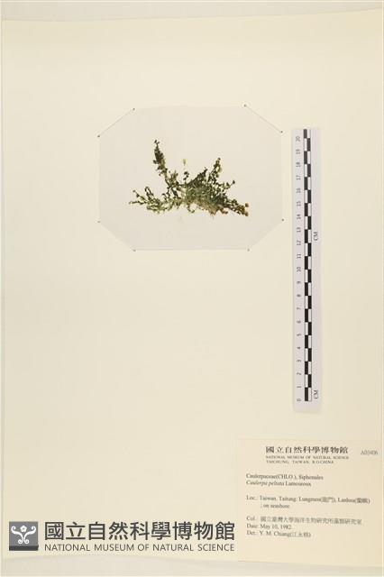 盾葉蕨藻藏品圖，第3張