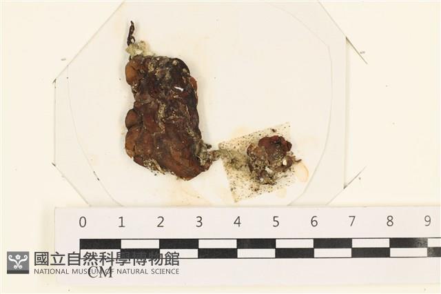 袋苔, 囊藻藏品圖，第1張