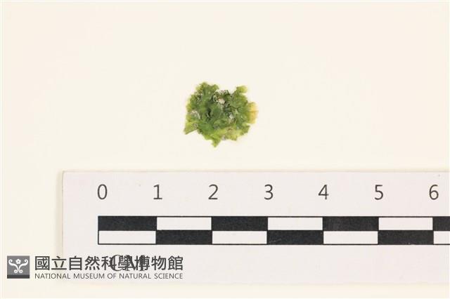 茶花石蓴, 牡丹菜藏品圖，第1張