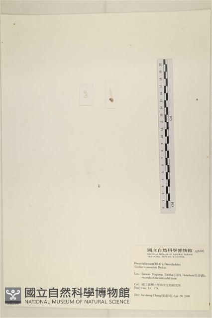 環蠕藻藏品圖，第3張