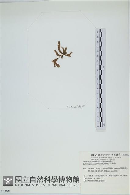 絲狀外子藻, 水雲藏品圖，第3張