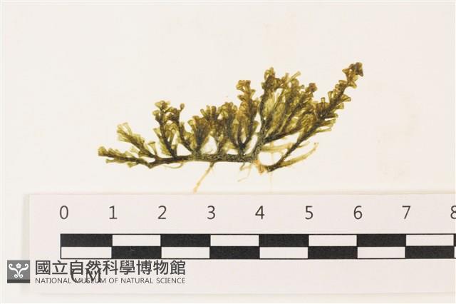 登錄號:A00002286藏品圖，第1張