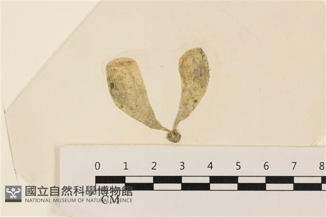 曲玉藻, 香蕉菜, 玉茄藻藏品圖，第1張