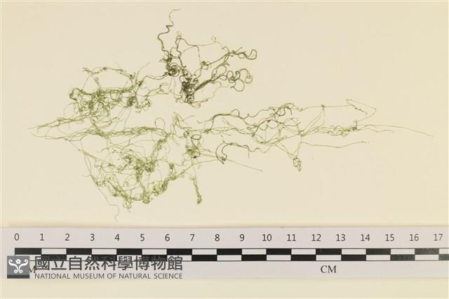 線形硬毛藻, 卷絲綠苔藏品圖，第1張