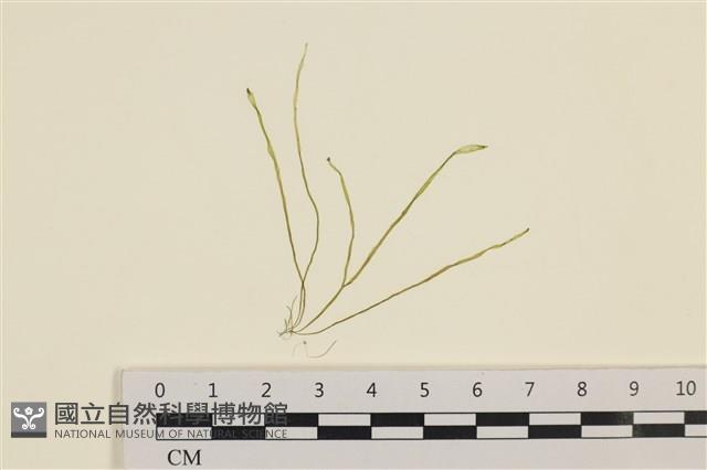 腸滸苔, 河石髮藏品圖，第1張