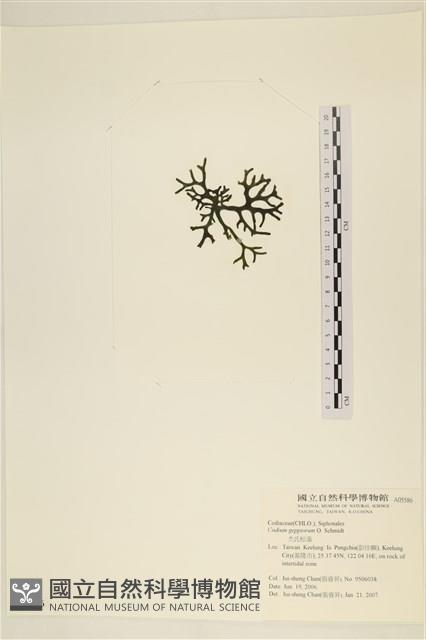 登錄號:A00005586藏品圖，第3張