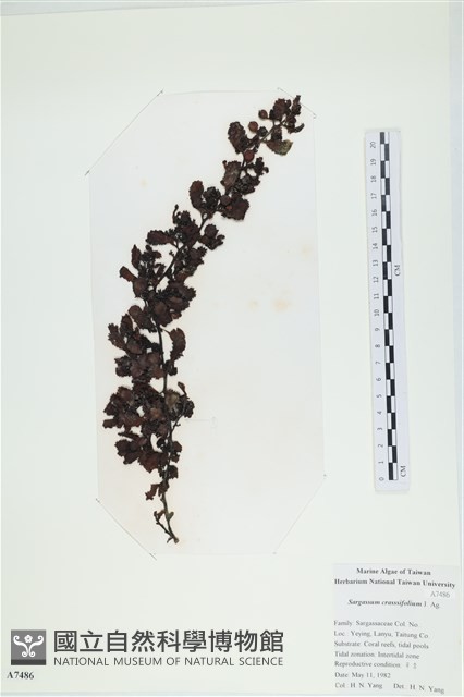 厚葉馬尾藻藏品圖，第1張
