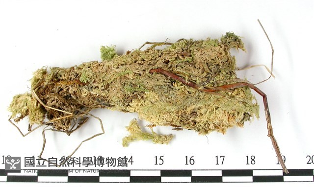 鈍葉泥炭蘚藏品圖，第3張