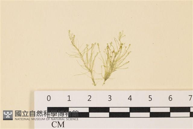 登錄號:A00004986藏品圖，第1張