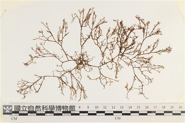 海鹿角苔藏品圖，第1張