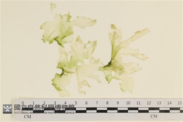 登錄號:A00001386藏品圖，第1張