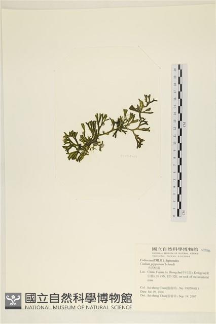 登錄號:A00005786藏品圖，第3張