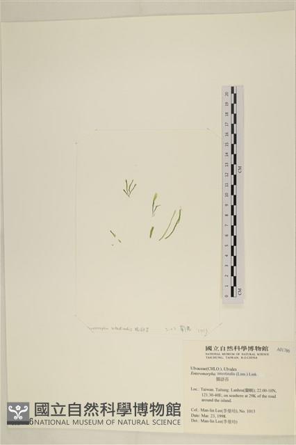 腸滸苔, 河石髮藏品圖，第1張