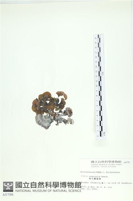 南方團扇藻藏品圖，第3張