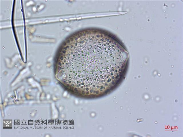 登錄號:A00004634藏品圖，第3張