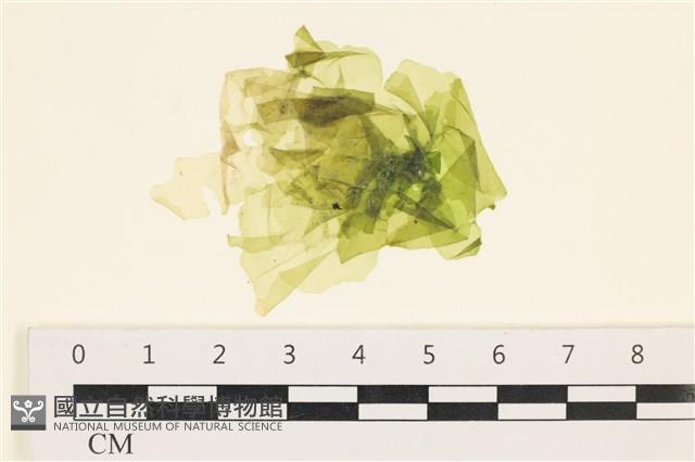 大石蓴, 石蓴藏品圖，第1張