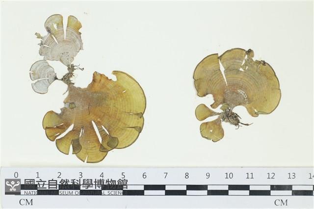 南方團扇藻藏品圖，第1張