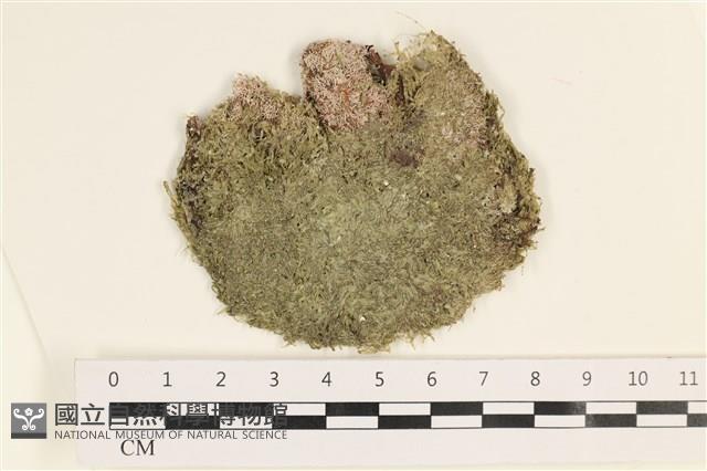 指枝藻藏品圖，第1張