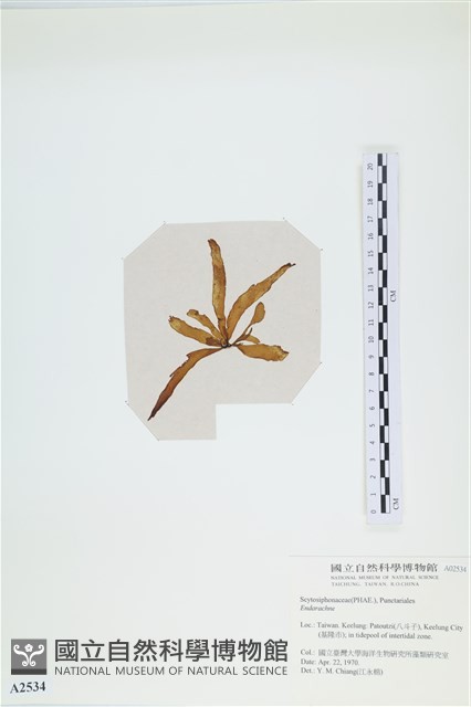 登錄號:A00002534藏品圖，第3張