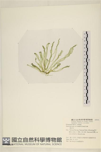 腸滸苔, 河石髮藏品圖，第3張