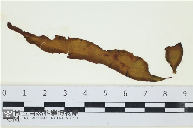 葉苔, 小海帶藏品圖，第1張