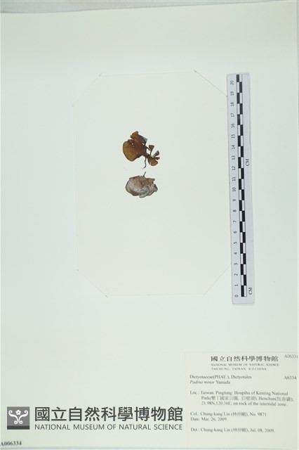 小團扇藻藏品圖，第3張