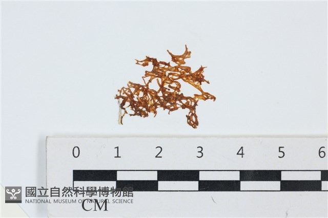 登錄號:A00003334藏品圖，第1張