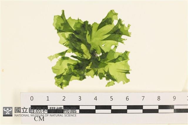 茶花石蓴, 牡丹菜藏品圖，第1張