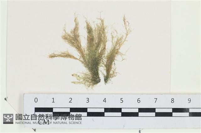 棲狀褐茸藻藏品圖，第1張