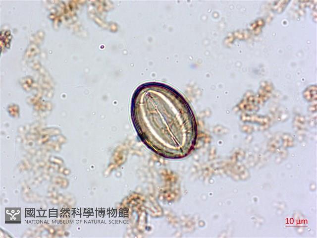 登錄號:A00004554藏品圖，第3張
