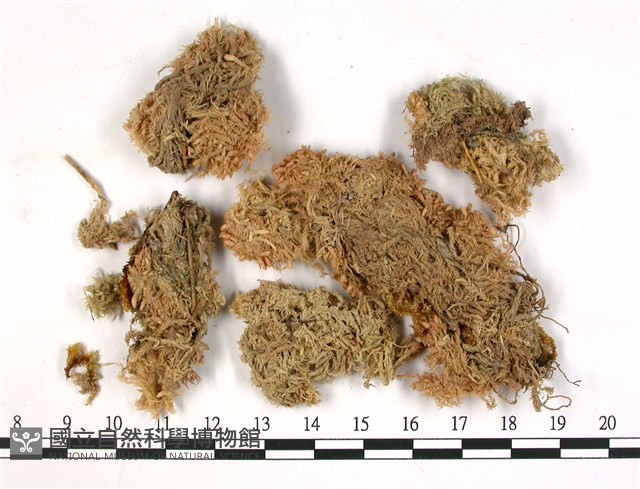 登錄號:B00003554藏品圖，第3張