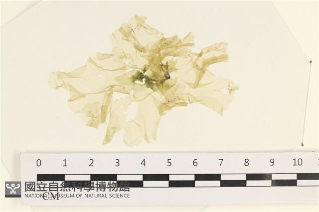 茶花石蓴, 牡丹菜藏品圖，第1張