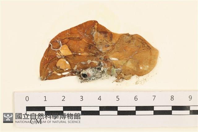 登錄號:A00001354藏品圖，第1張
