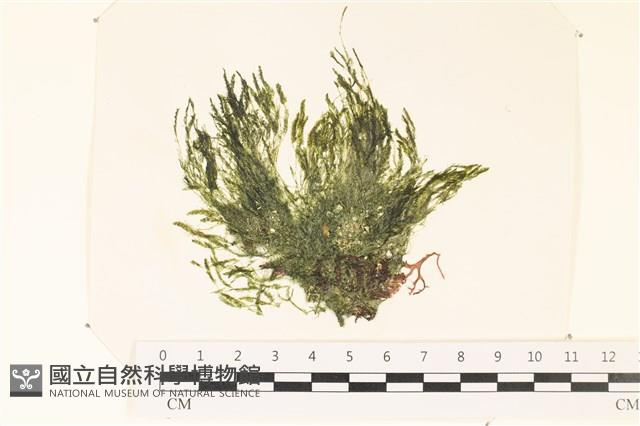 登錄號:A00002224藏品圖，第1張