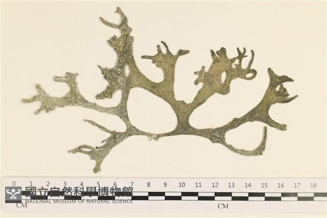 瘤狀水松, 瘤狀松藻藏品圖，第1張