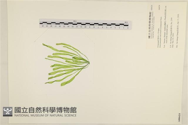腸滸苔, 河石髮藏品圖，第3張