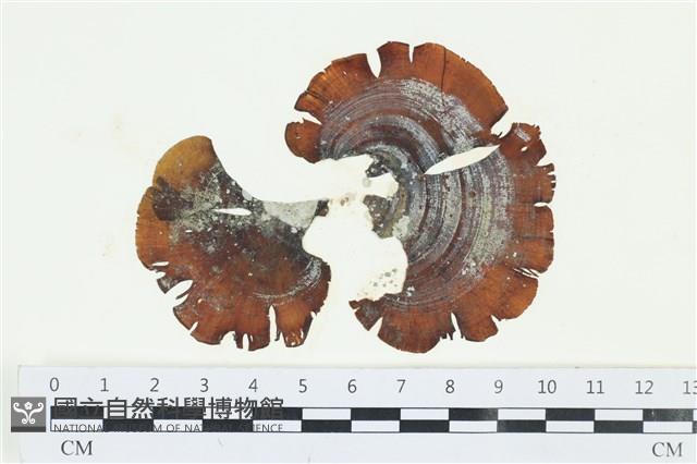 樹狀團扇藻藏品圖，第1張