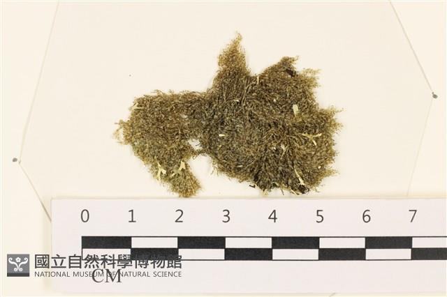 伸展剛毛藻藏品圖，第1張