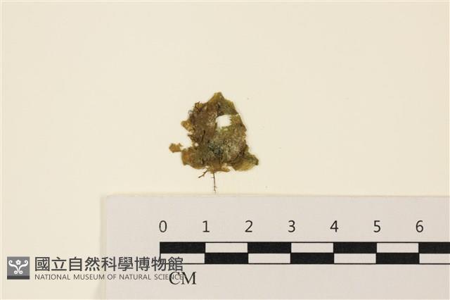 浮網藻, 肋葉藻藏品圖，第1張